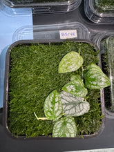 ADA 花葉龜背芋 Monstera dubia Taxiphyllum peacock moss BS146
